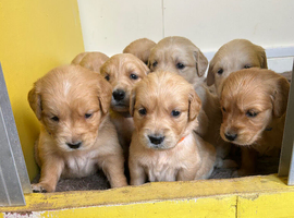 Gorgeous golden retriever puppies for sale