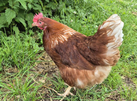Young Laying Hens