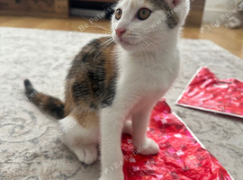 Calico kitten