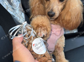 Miniature Poodle