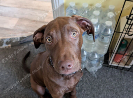 Rhodesian ridgeback