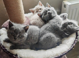 Chunky British Shorthair Kittens