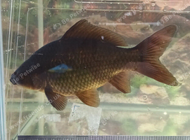 Black comet goldfish