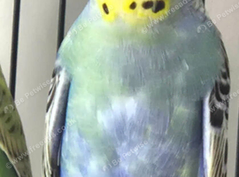 Beautiful multi coloured young budgie
