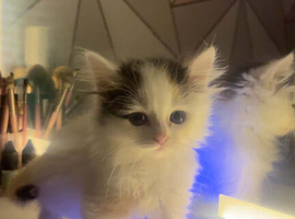 MIxed Breed Kittens