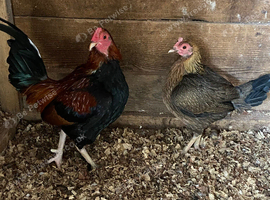 Old English Game Bantams trio and chicks