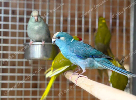 Kakaraki parrot