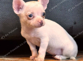 Chihuahua