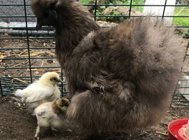 Mum Silkie and two chicks