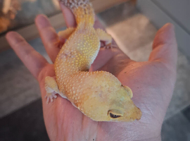 Leopard gecko for sale