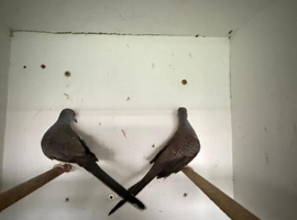 Diamond Doves pair