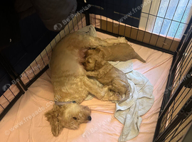 Cockapoo Puppy
