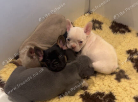 Beautiful French bulldog pups