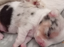 Blonde blue merle teacup chi (f)