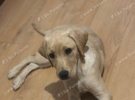 Female Labrador puppy