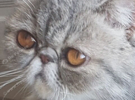 BLUE TABBY, Exotic Female