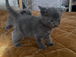 British Shorthair
