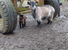 Pygmy goats