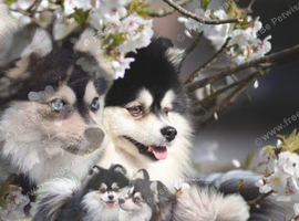 Toy size pomskies