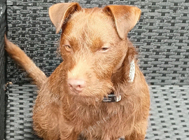 1 year old male patterdale terrier