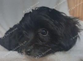 Beautiful Yorkiepoo Boy