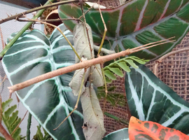 Medauroidea Extradentata Annam Stick Insect 10-15 Eggs - Vietnamese