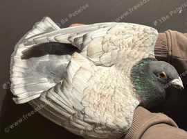 Beautiful Opal male looking for new home