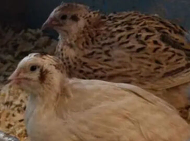 Looking for Faverolle hens