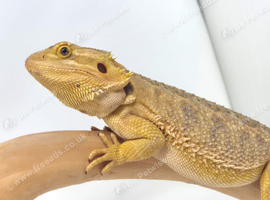 Yellow citrus type female