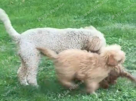 F1BB miniature GOLDEN DOODLES