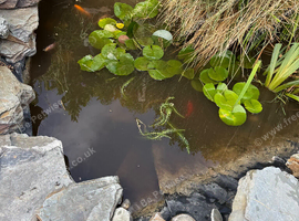 5 KOI CARP FOR SALE - GUILDFORD