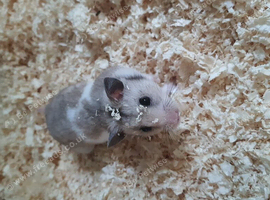 Tame male hamster and set up