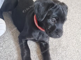 Patterdale mixed breed