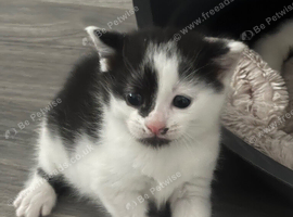 kitten ready for new homes
