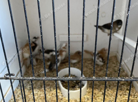 Young Bengalese Finches