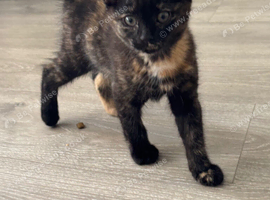 Tortoise Shell Kitten Friendly and Playfull