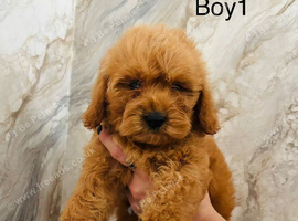 Adorable Cavapoo puppies