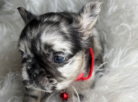 Fluffy French bulldogs