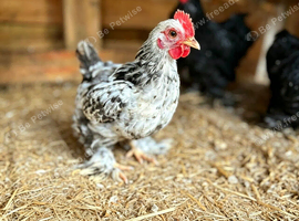 Trio of Breeding Bantams
