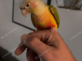Conure parrot for sale