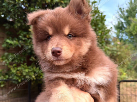 Ready Now! F3 Chocolate Pomskies - health tested parents