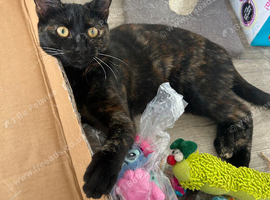 Domestic Shorthair tortoiseshell female 10 months