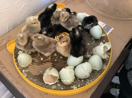 Cream crested Legbar fertile eggs S18 7WT