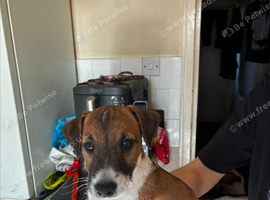 Just one chunky adorable puppy left