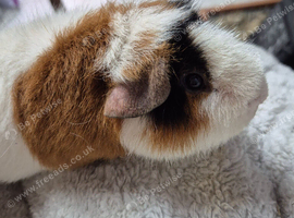 Teddy boar