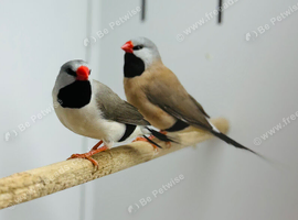Long-tailed Finches