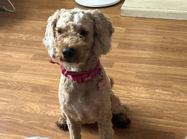 Girl Cavapoo- rehome/for sale