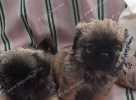 Pekingese  cross  yorkie poo