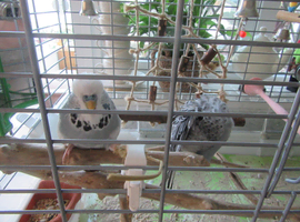 BEAUTIFUL EXHIBITION BUDGIES