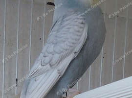 Young budgies